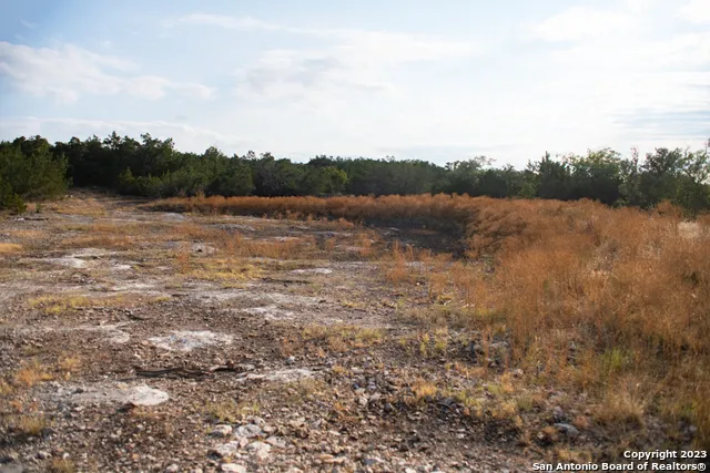 a view of a forest with a tree