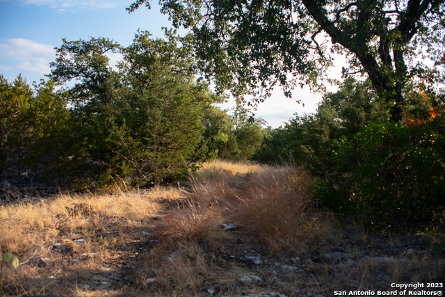 649 Rocky Hill Road Junction, TX 76849 - Photo 36 of 51 a view of a forest with a tree