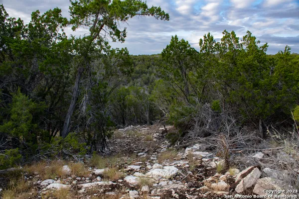 a view of a forest with a tree