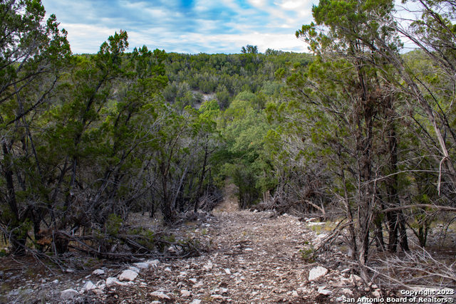 649 Rocky Hill Road Junction, TX 76849 - Photo 45 of 51 a view of a forest with a tree