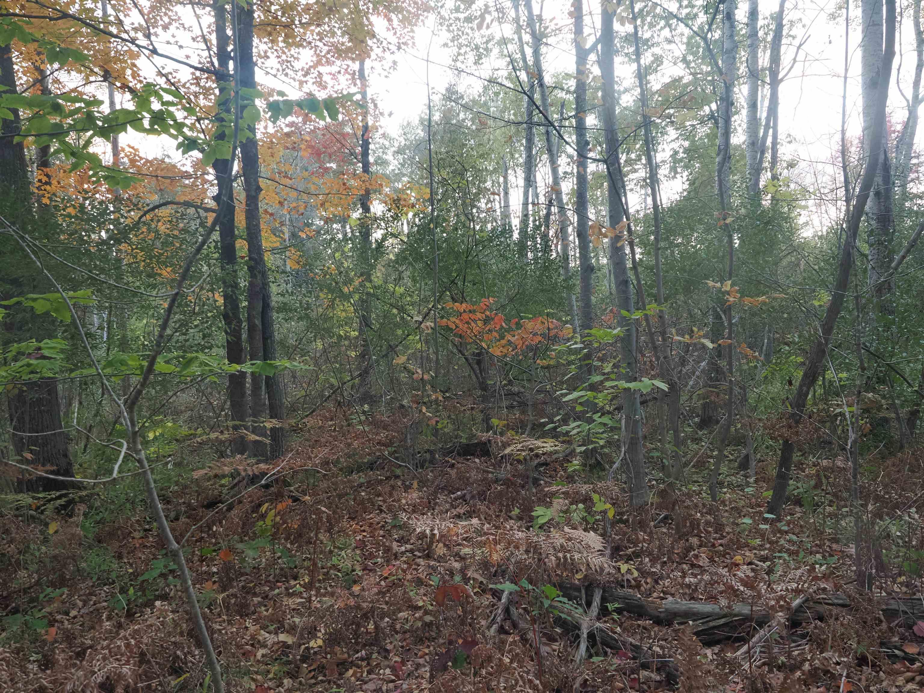 Xxx Tolan Road Spruce, MI 48762 - Photo 65 of 79