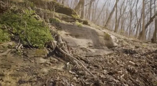 a view of bulb in between of two of the house