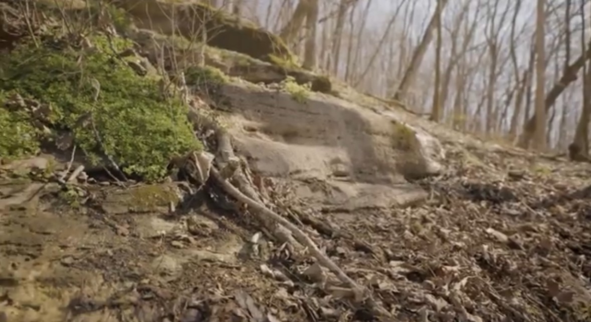 3 Enterprise Road Mount Pleasant, TN 38474 - Photo 7 of 9 a view of a dry yard with trees