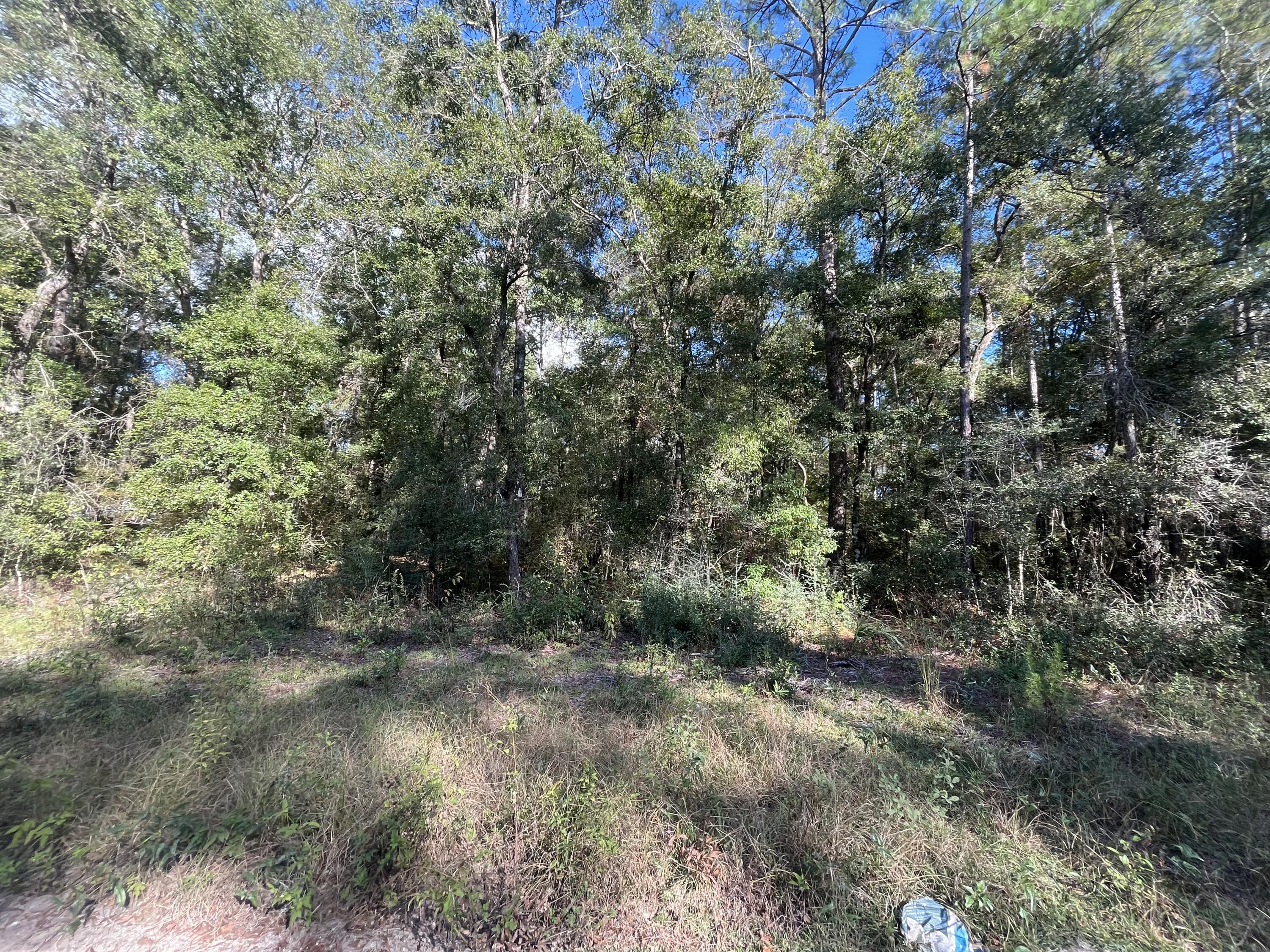Tbd Rutland Road Crawfordville, FL 32327 - Photo 3 of 8 IMG_4804