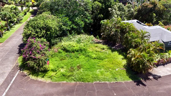 a view of a garden with plants