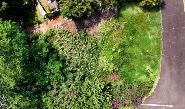 a plant that is in a garden