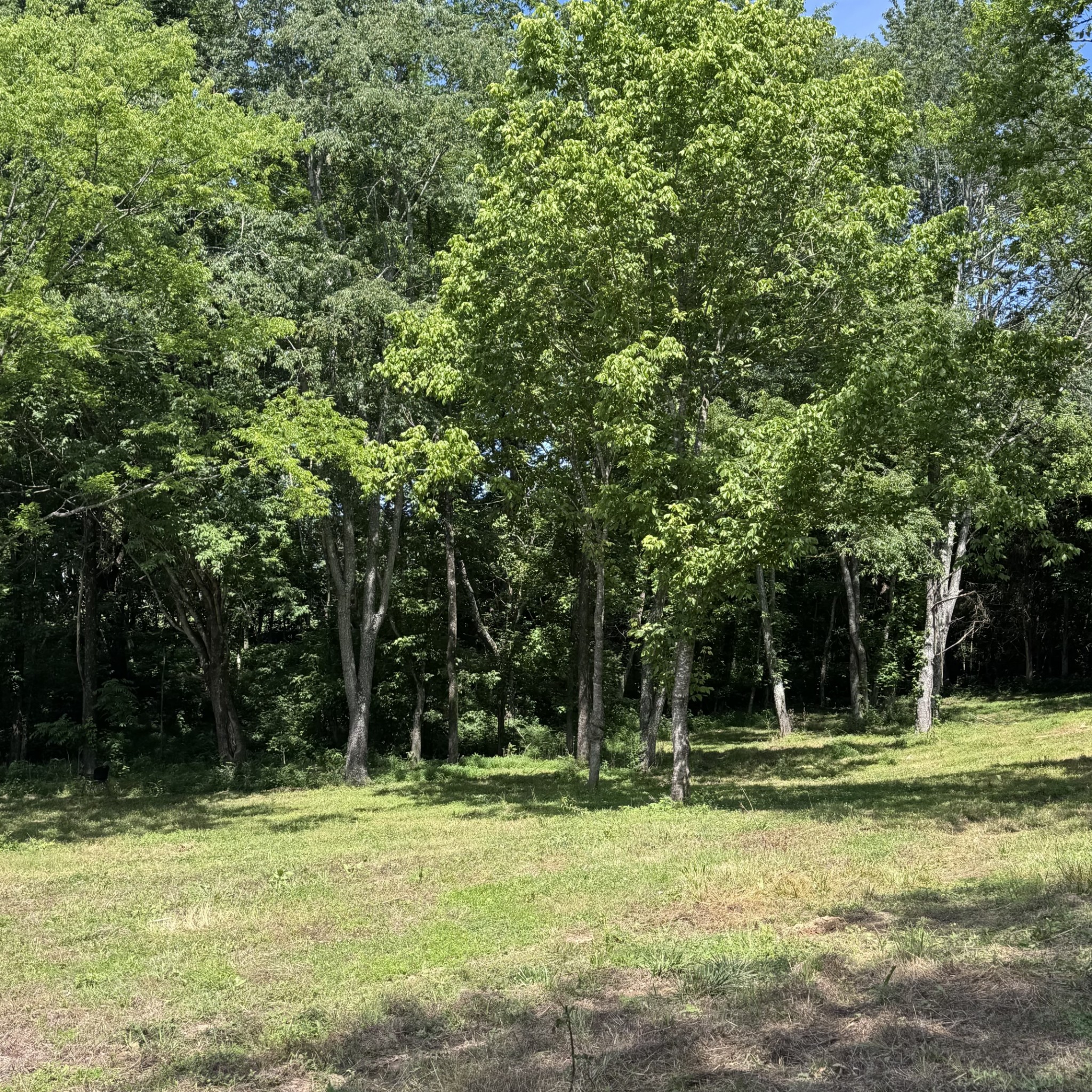 5 Poplar Ridge Lane Chapmansboro, TN 37035 - Photo 22 of 34 a backyard of a house with lots of green space