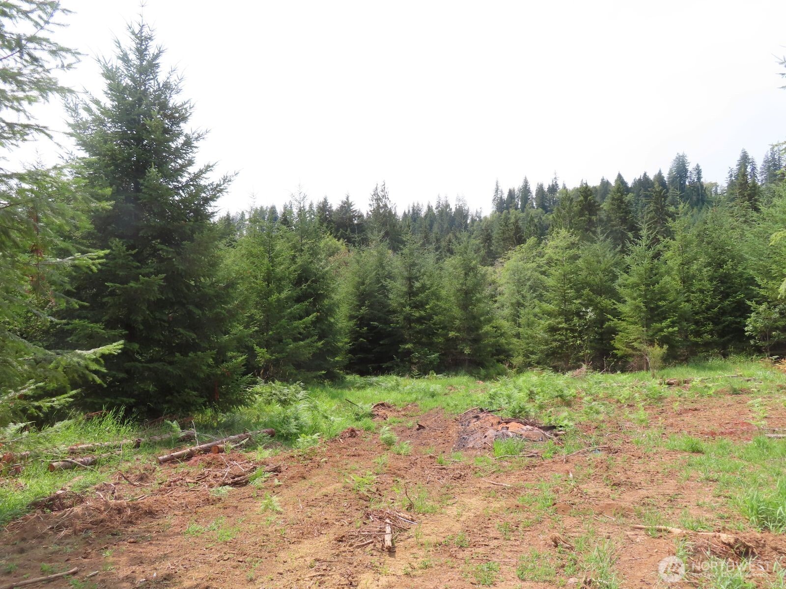 -lot B Mill Creek Road Longview, WA 98632 - Photo 13 of 27 a view of a yard with plants and trees