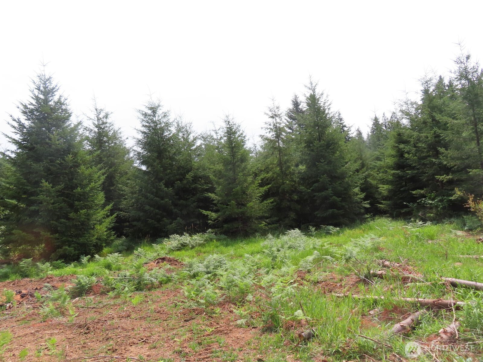 -lot B Mill Creek Road Longview, WA 98632 - Photo 17 of 27 a view of room with green space