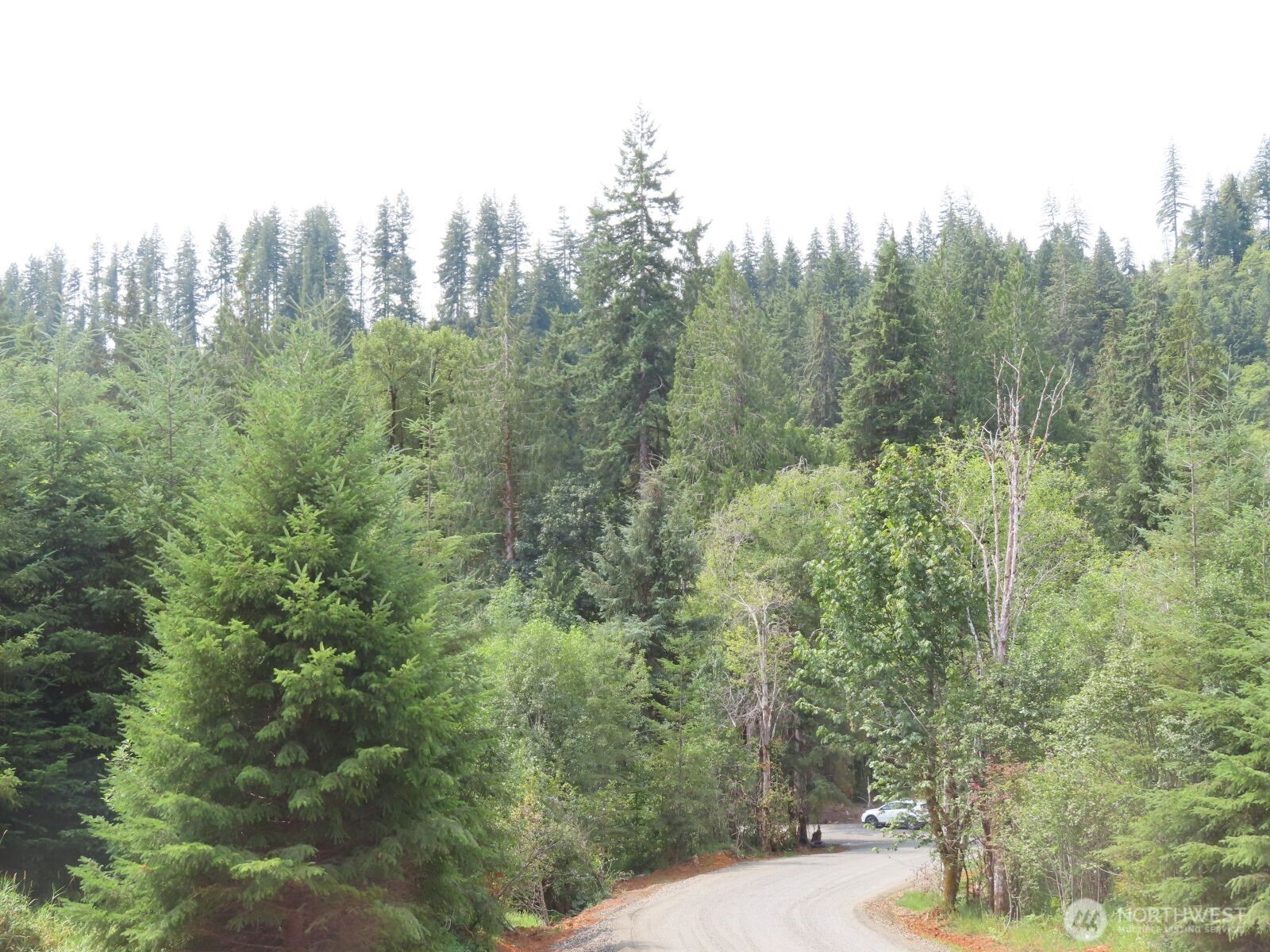 -lot B Mill Creek Road Longview, WA 98632 - Photo 5 of 27 a view of a forest with trees in the background