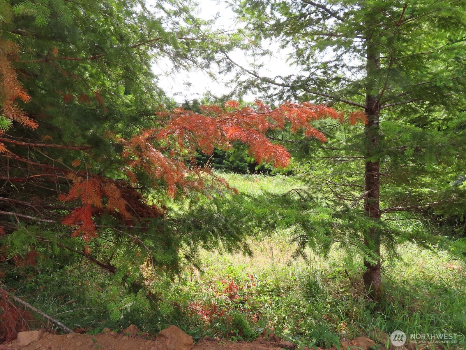 -lot B Mill Creek Road Longview, WA 98632 - Photo 7 of 27 a view of a tree