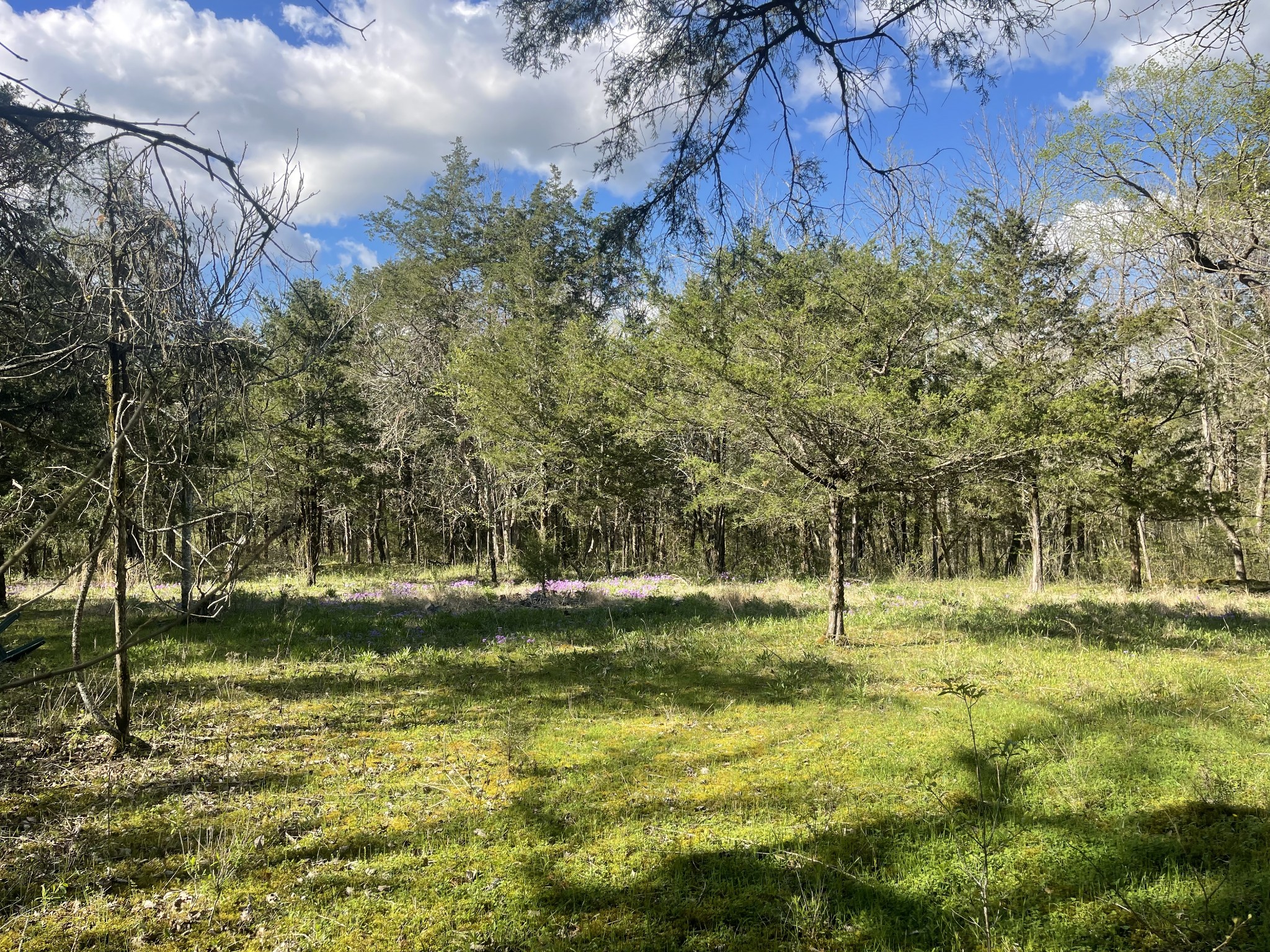 a view of a yard with a tree