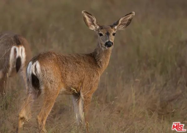 $1,100,000 | 41924 Patrick Avenue, Unit TPN#4337/2, Coarsegold, CA 93614