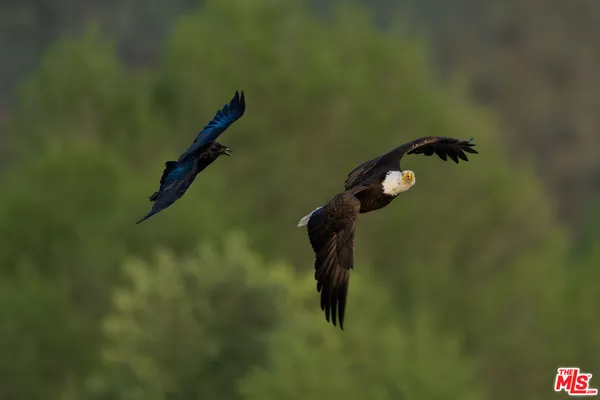 $1,100,000 | 41924 Patrick Avenue, Unit TPN#4337/2, Coarsegold, CA 93614