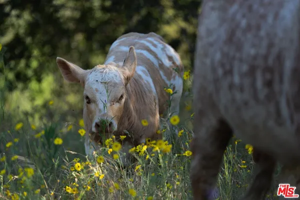 $1,100,000 | 41924 Patrick Avenue, Unit TPN#4337/2, Coarsegold, CA 93614