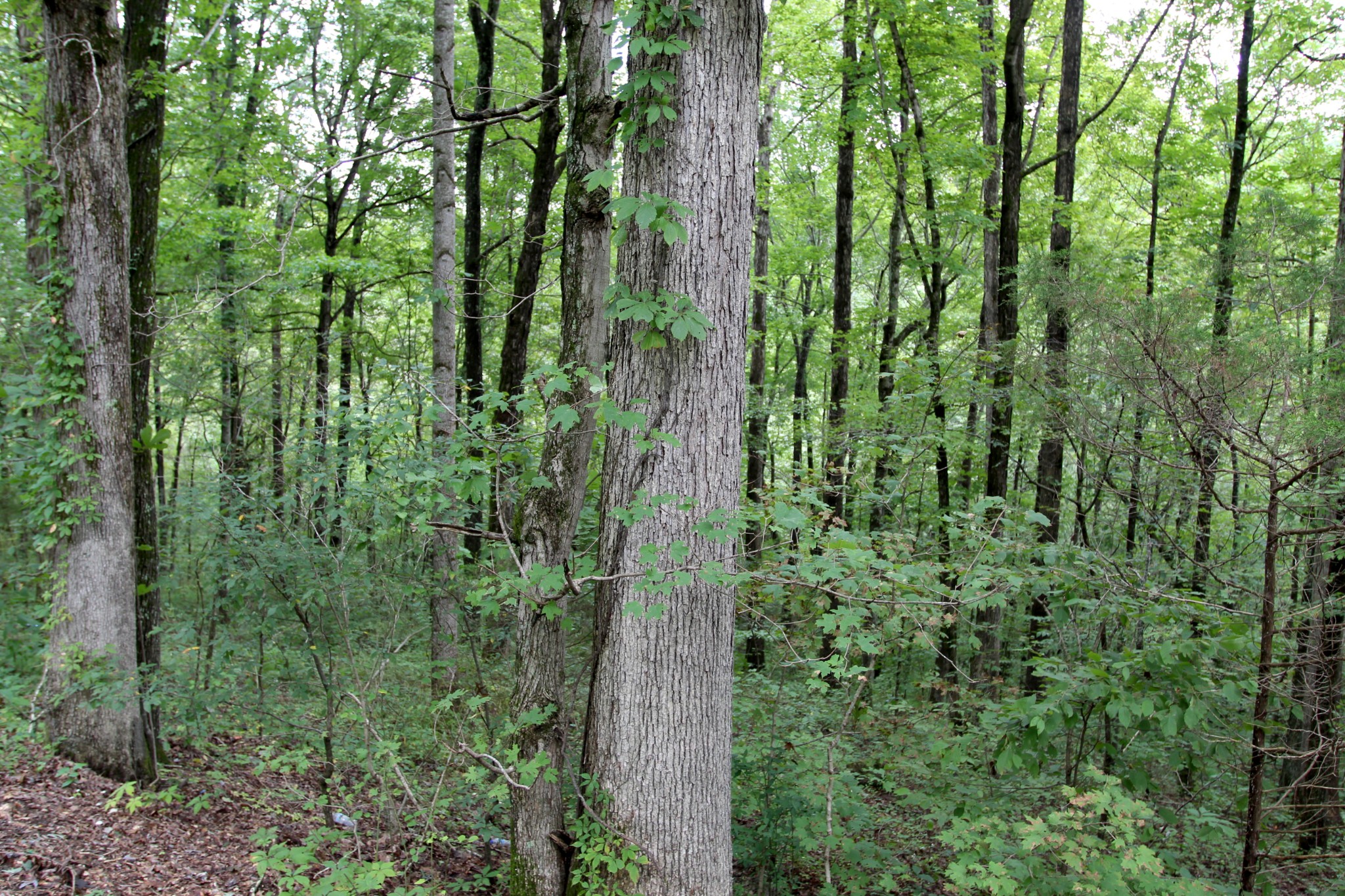 0 George Boyd Road Ashland City, TN 37015 - Photo 17 of 46 Gallery Image 17