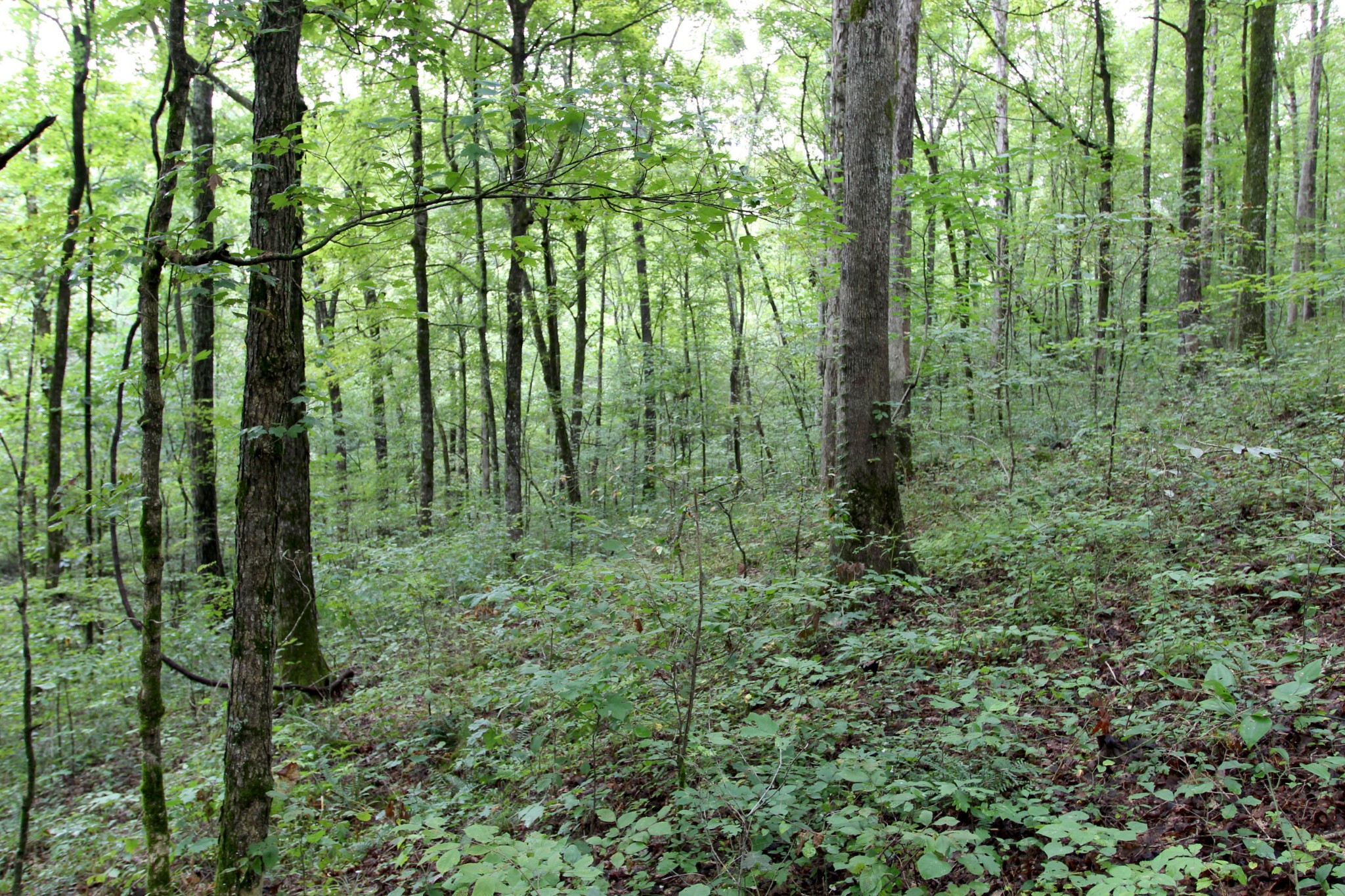 0 George Boyd Road Ashland City, TN 37015 - Photo 18 of 46 Gallery Image 18
