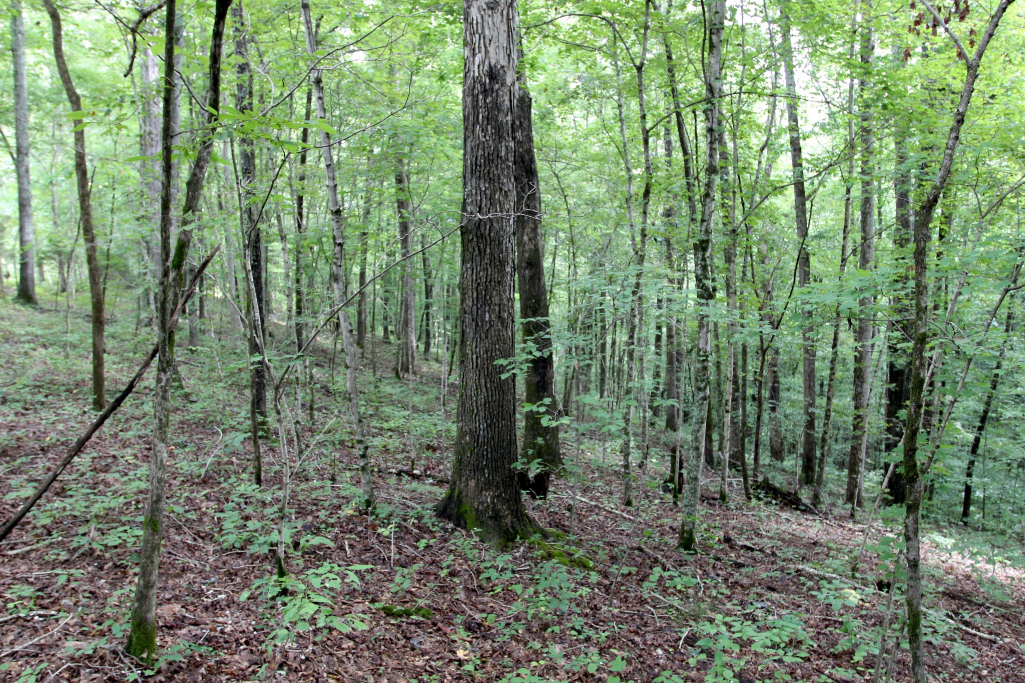 0 George Boyd Road Ashland City, TN 37015 - Photo 20 of 46 Gallery Image 20