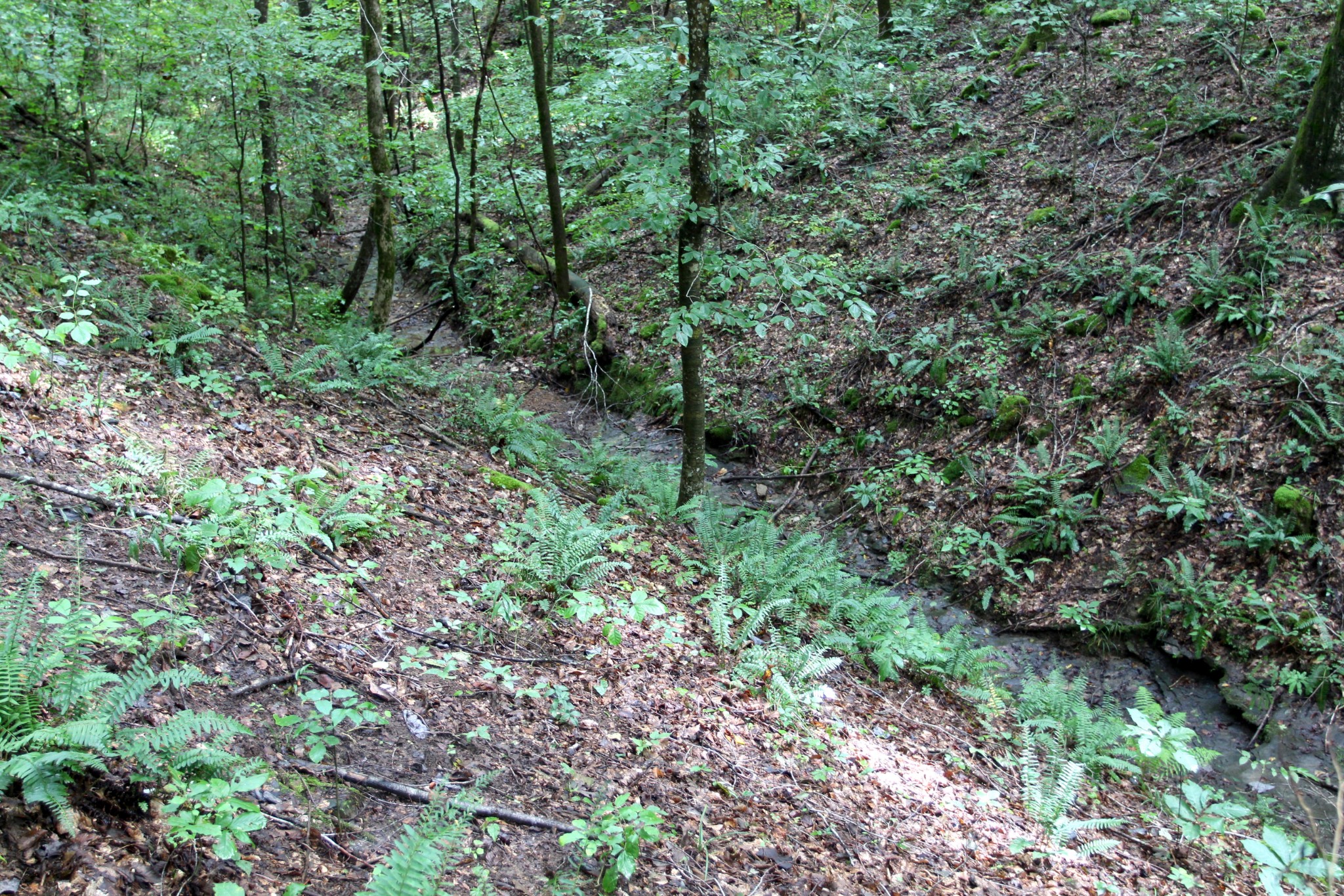 0 George Boyd Road Ashland City, TN 37015 - Photo 22 of 46 Gallery Image 22