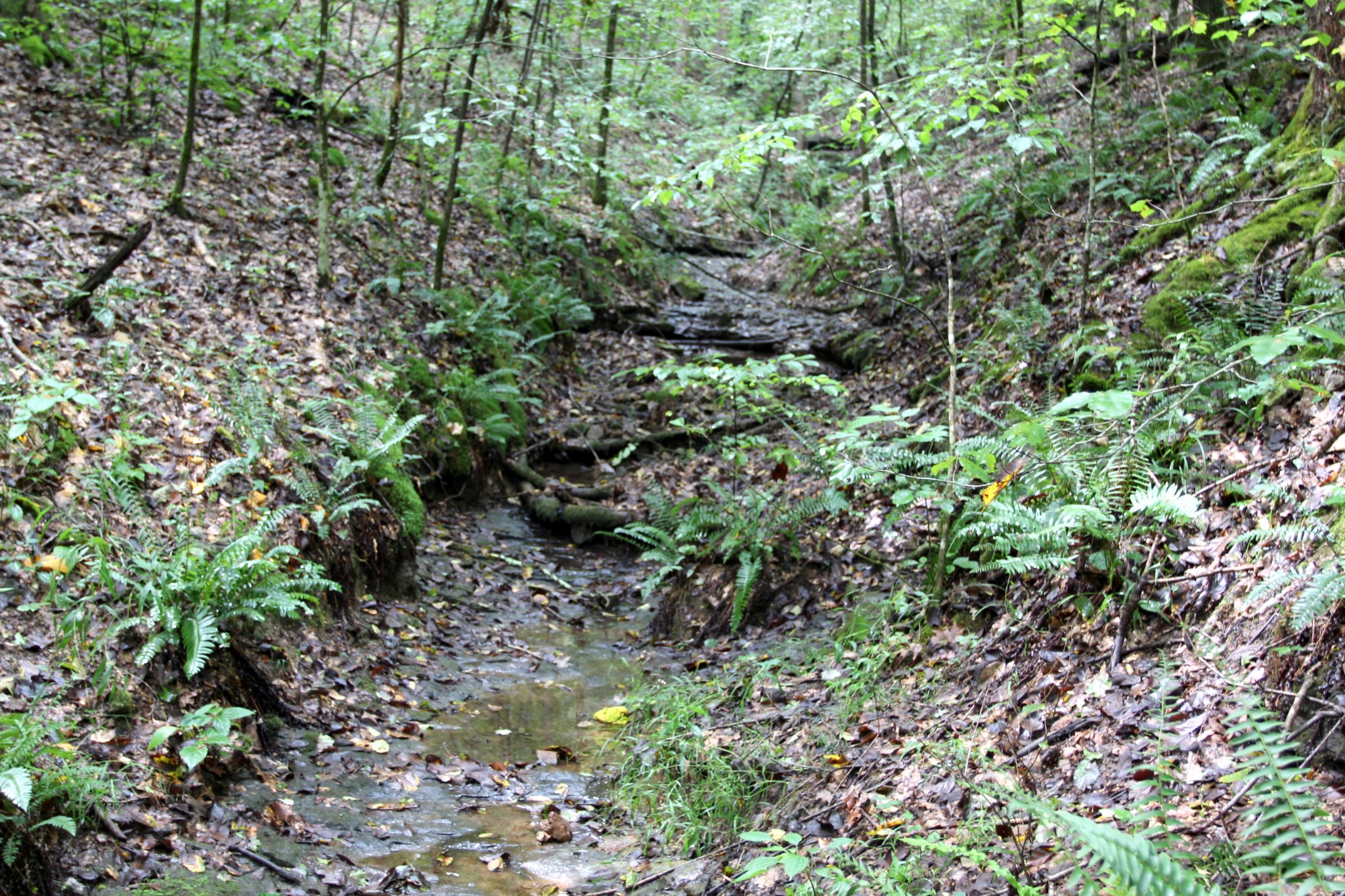 0 George Boyd Road Ashland City, TN 37015 - Photo 23 of 46 Gallery Image 23
