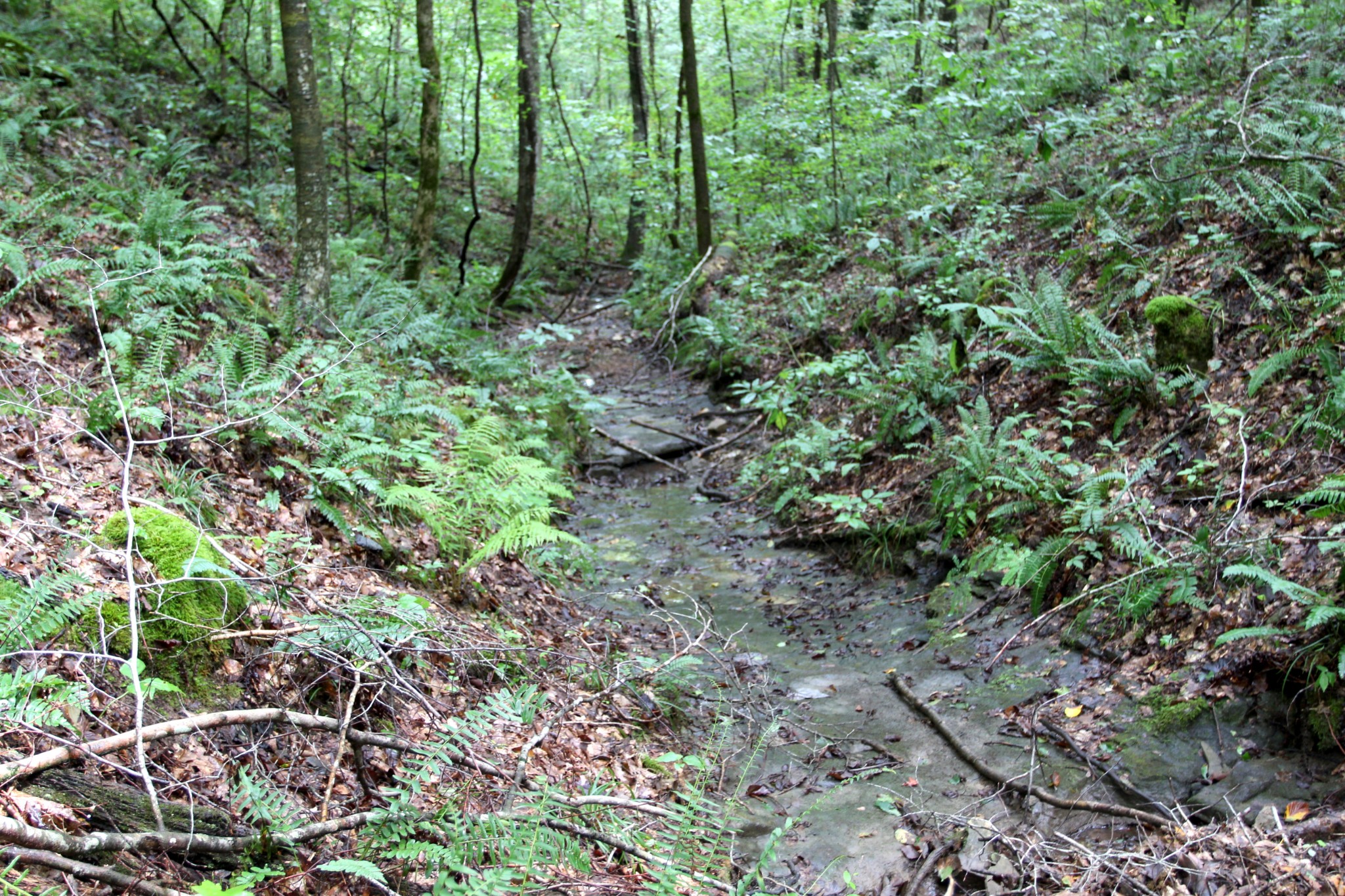 0 George Boyd Road Ashland City, TN 37015 - Photo 24 of 46 Gallery Image 24