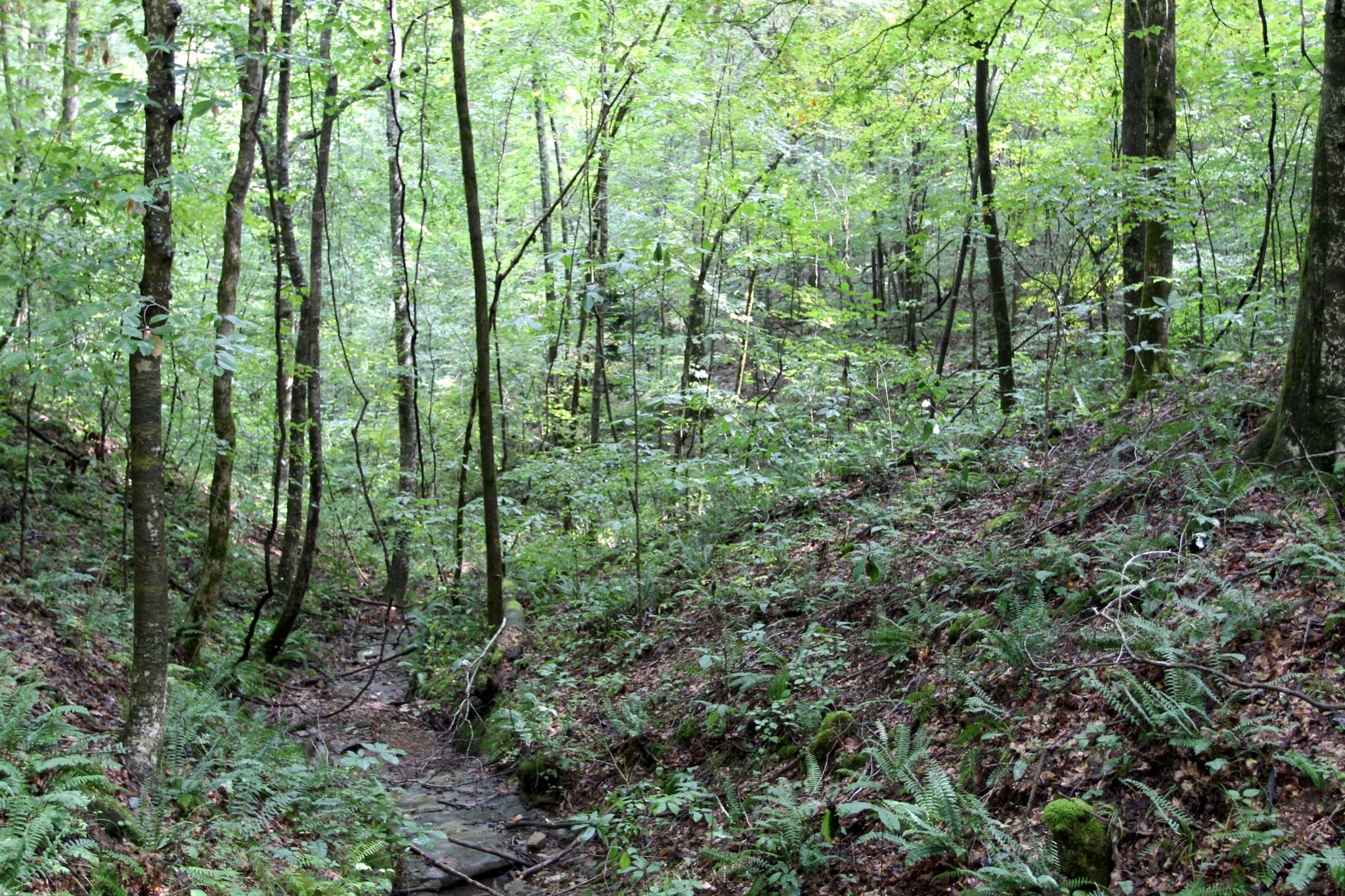 0 George Boyd Road Ashland City, TN 37015 - Photo 25 of 46 Gallery Image 25