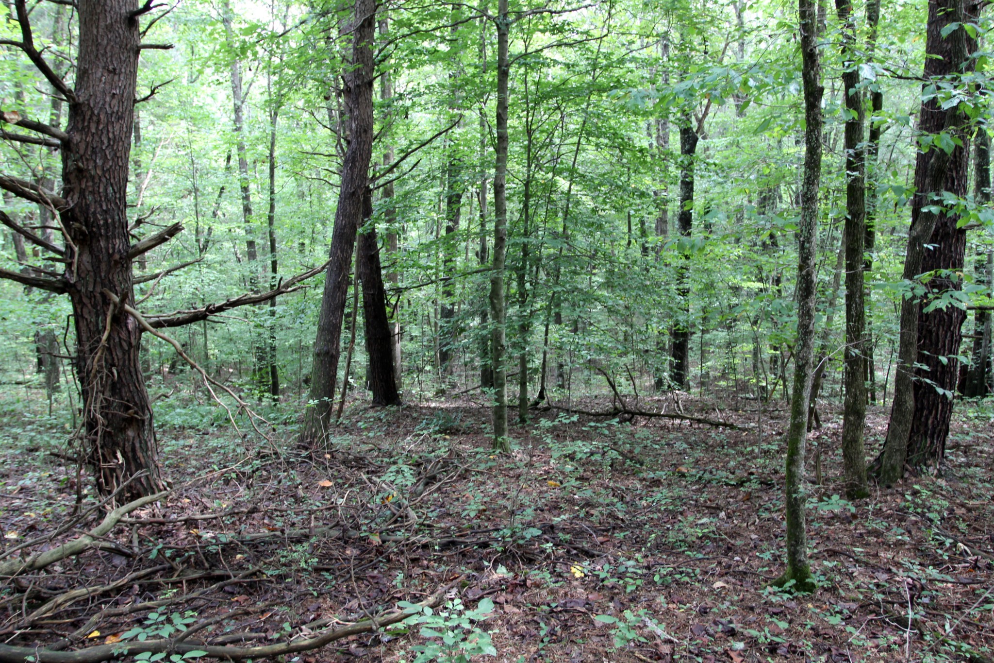0 George Boyd Road Ashland City, TN 37015 - Photo 29 of 46 Gallery Image 29