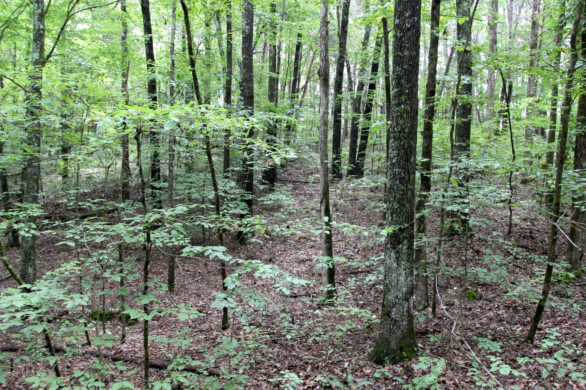 0 George Boyd Road Ashland City, TN 37015 - Photo 31 of 46 Gallery Image 31