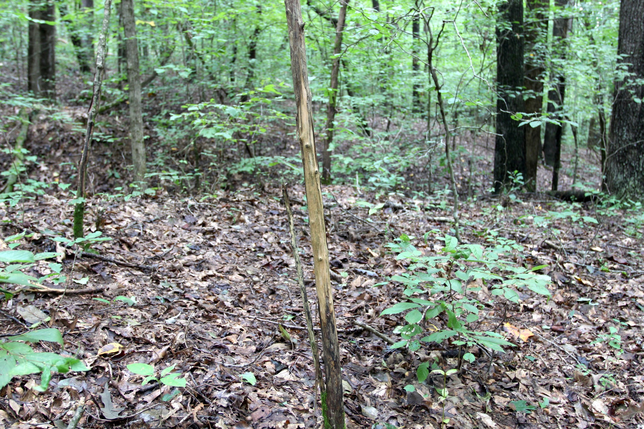 0 George Boyd Road Ashland City, TN 37015 - Photo 33 of 46 Gallery Image 33