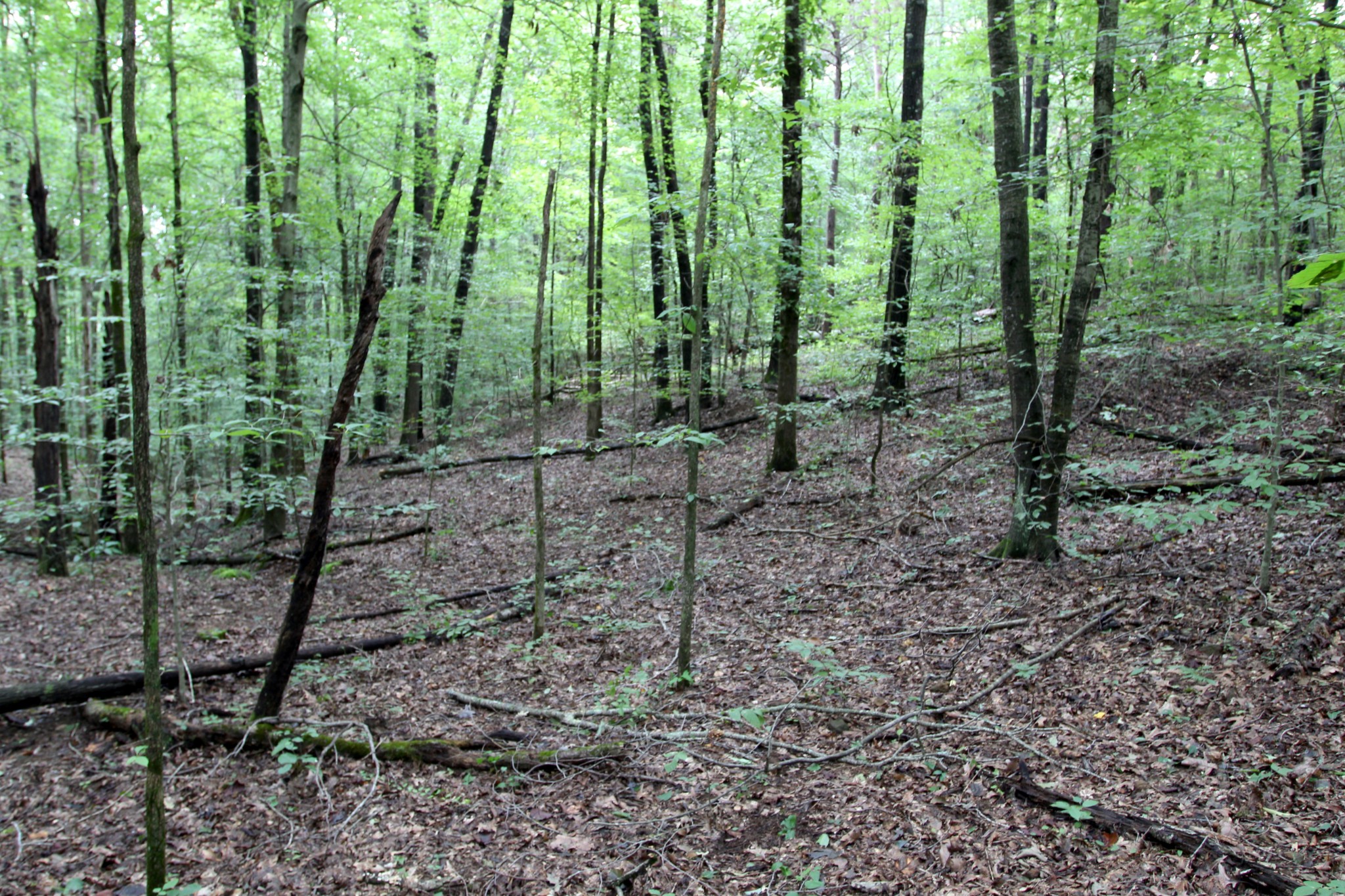 0 George Boyd Road Ashland City, TN 37015 - Photo 34 of 46 Gallery Image 34