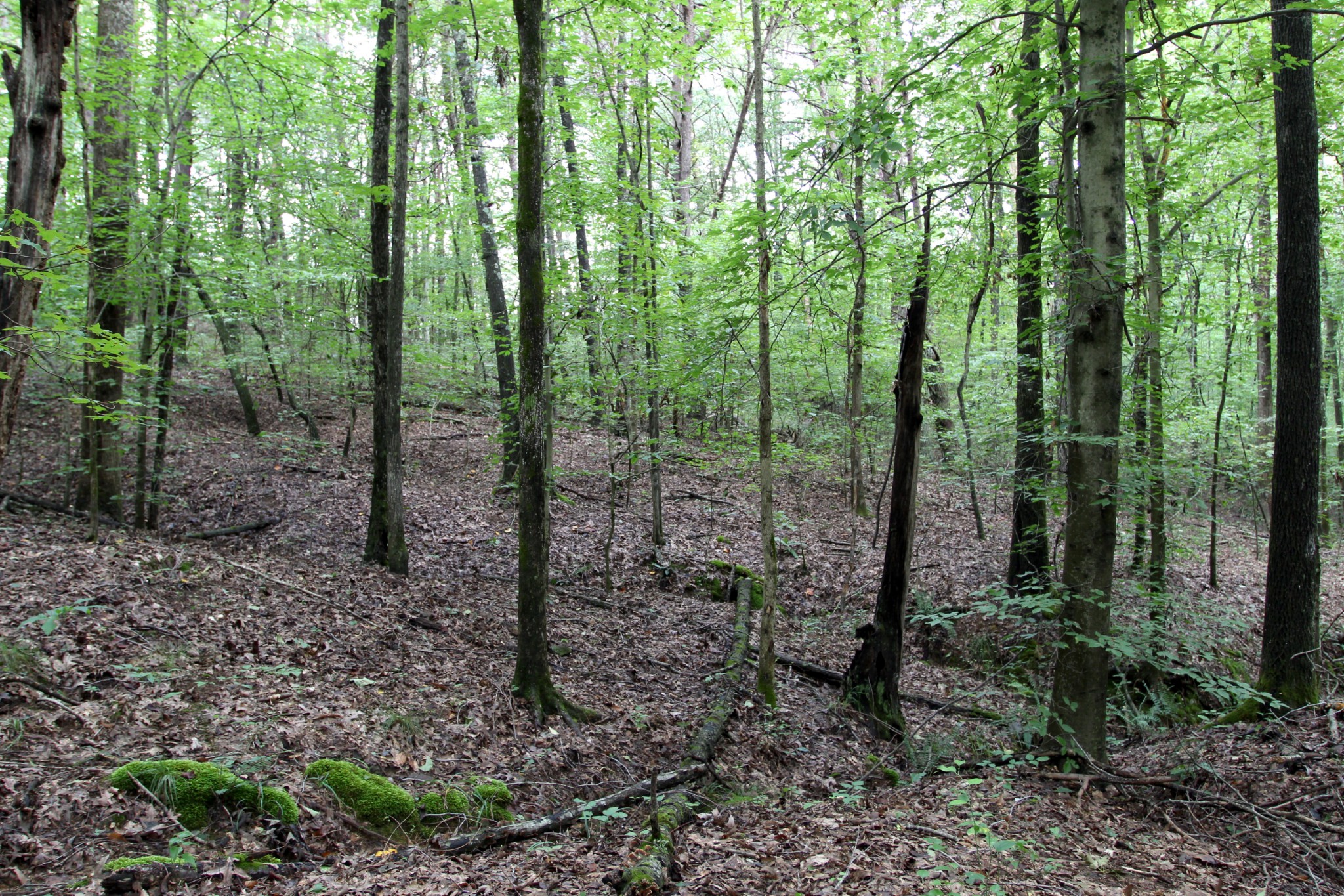 0 George Boyd Road Ashland City, TN 37015 - Photo 36 of 46 Gallery Image 36