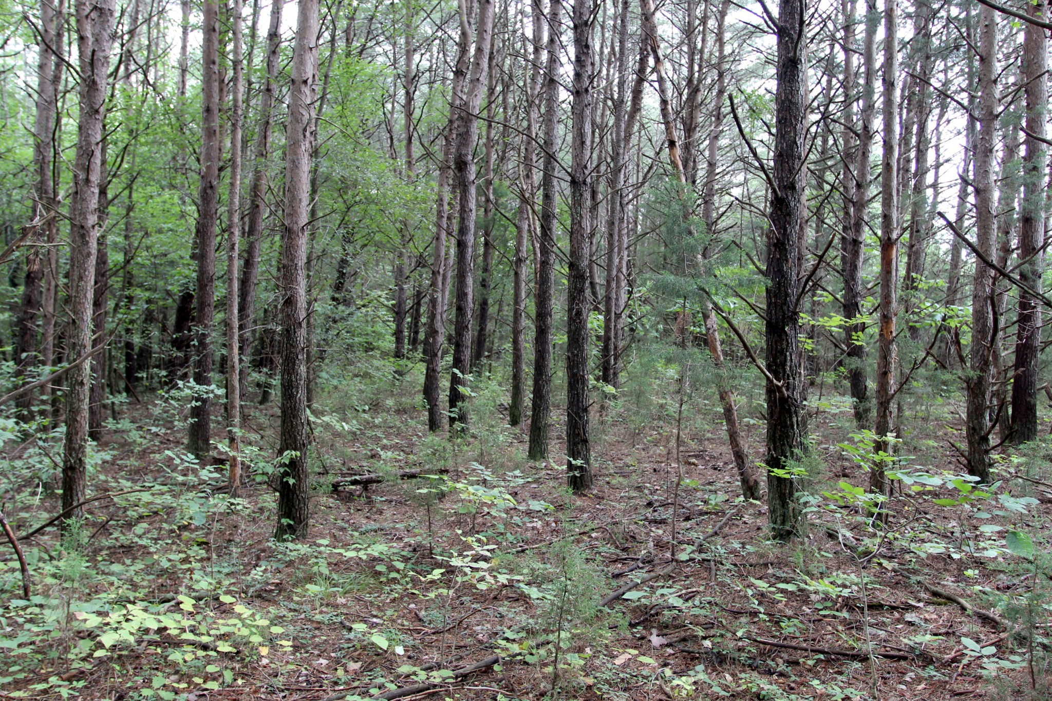 0 George Boyd Road Ashland City, TN 37015 - Photo 39 of 46 Gallery Image 39