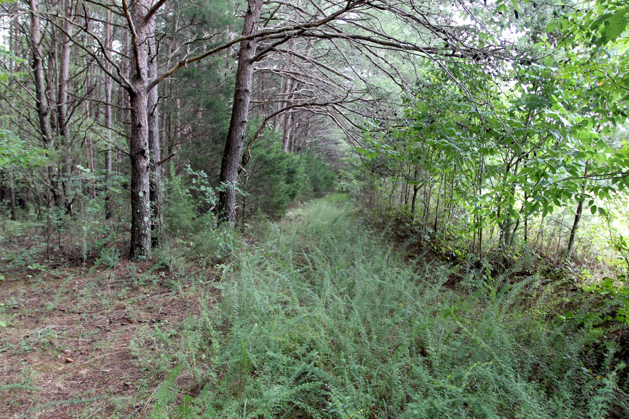 0 George Boyd Road Ashland City, TN 37015 - Photo 40 of 46 Gallery Image 40