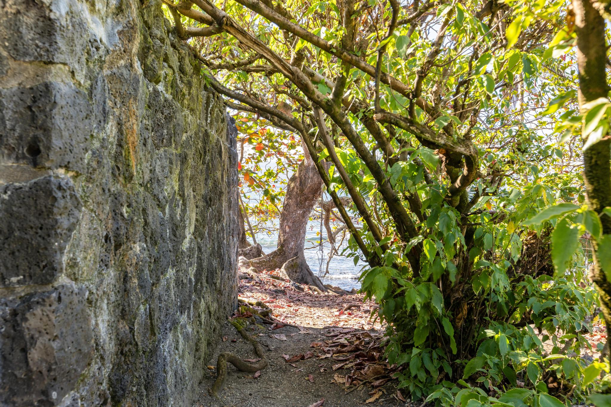 1303 Kalanianaole Street, Unit 112 Hilo, HI 96720 - Photo 5 of 27 a backyard of a house with lots of green space