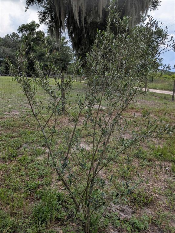 123 Amos Road Crescent City, FL 32112 - Photo 26 of 36 a view of a yard with a tree