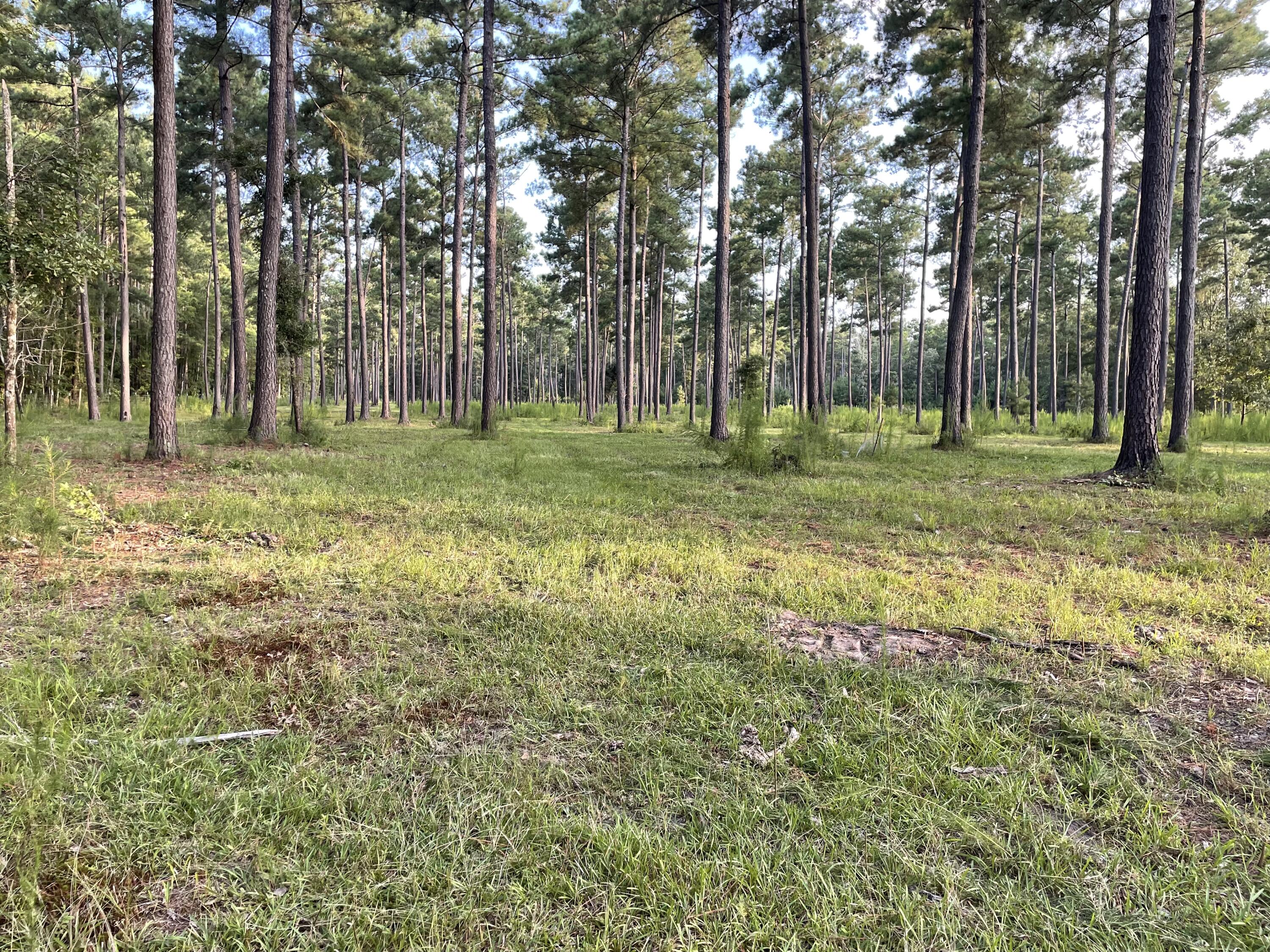 1647 Smoak Road Walterboro, SC 29488 - Photo 19 of 39 IMG_5621