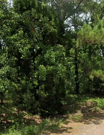 a view of a forest