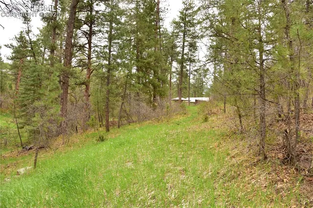 a view of a yard with large trees