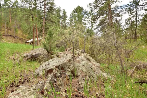 a view of a yard with large trees