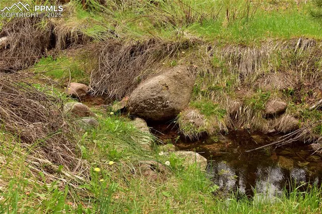 a view of a tree in a garden