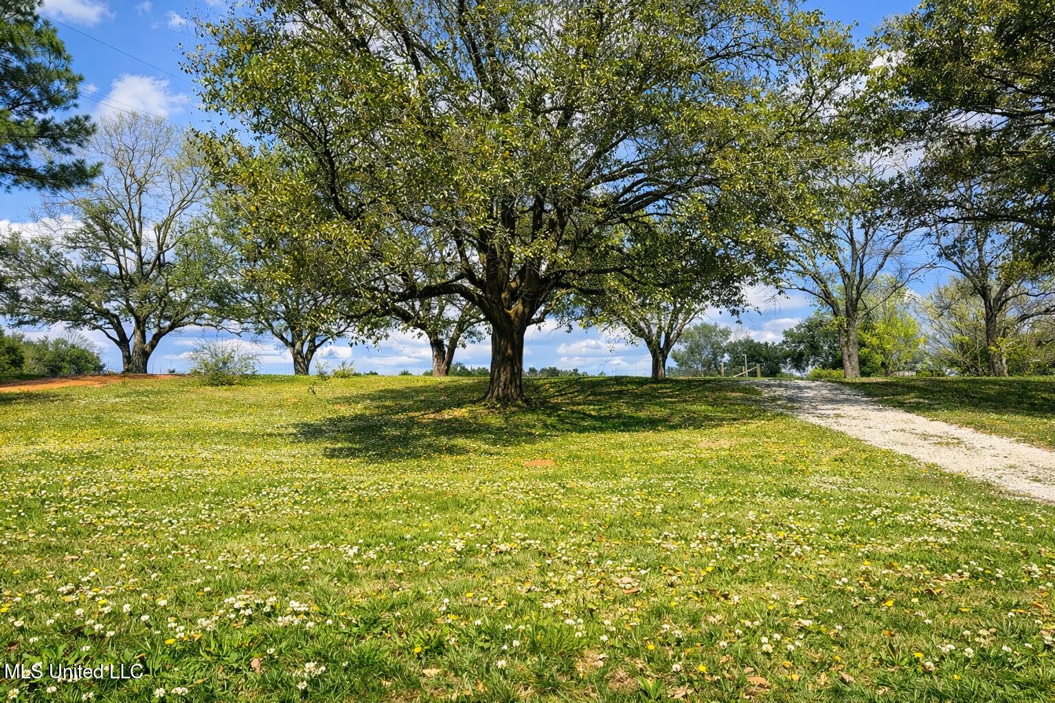 2203 Cooks Corner Road Lucedale, MS 39452 - Photo 3 of 5 Front yard