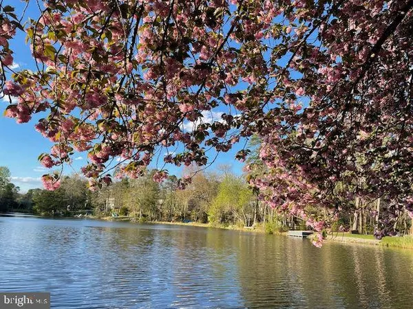 a view of a tree in a yard next to a lake