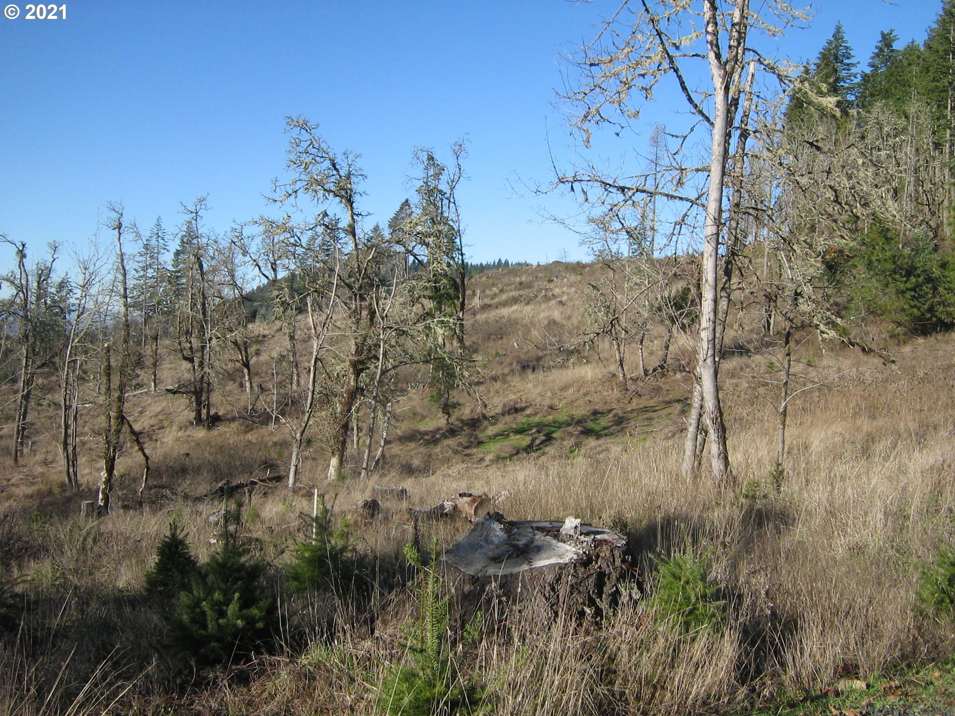 4 R R R.R. Baker Road Springfield, OR 97478 - Photo 18 of 32