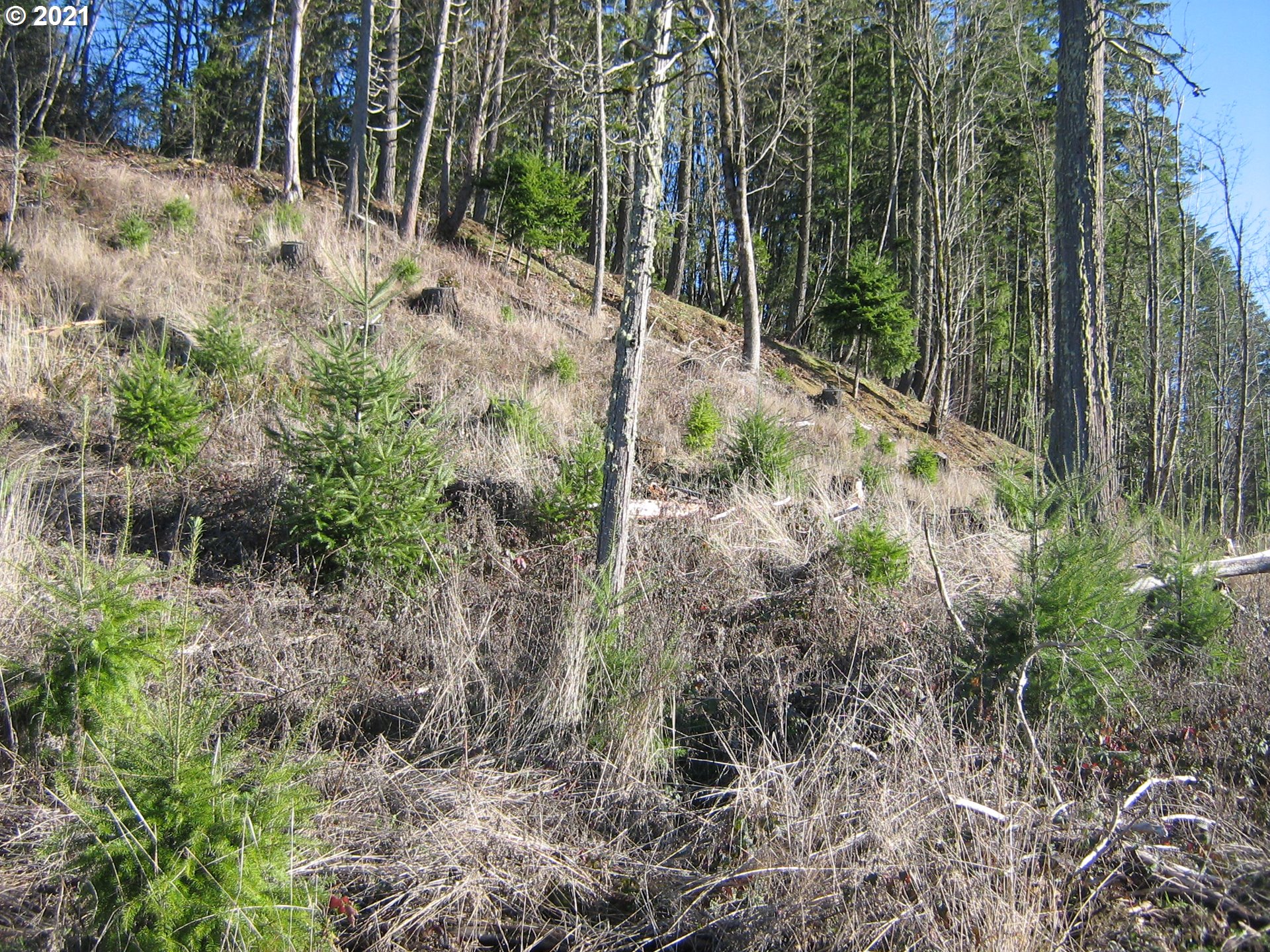 4 R R R.R. Baker Road Springfield, OR 97478 - Photo 31 of 32