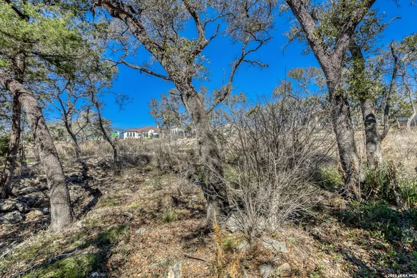 a view of a yard with large tree