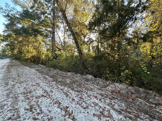 a view of a forest with trees in the background