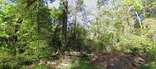a view of a forest with a tree
