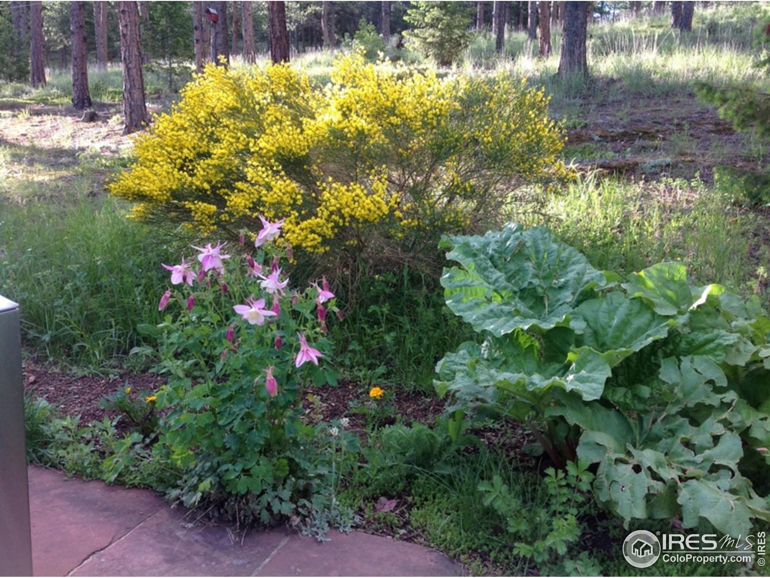 900 Spruce Drive Lyons, CO 80540 - Photo 39 of 40