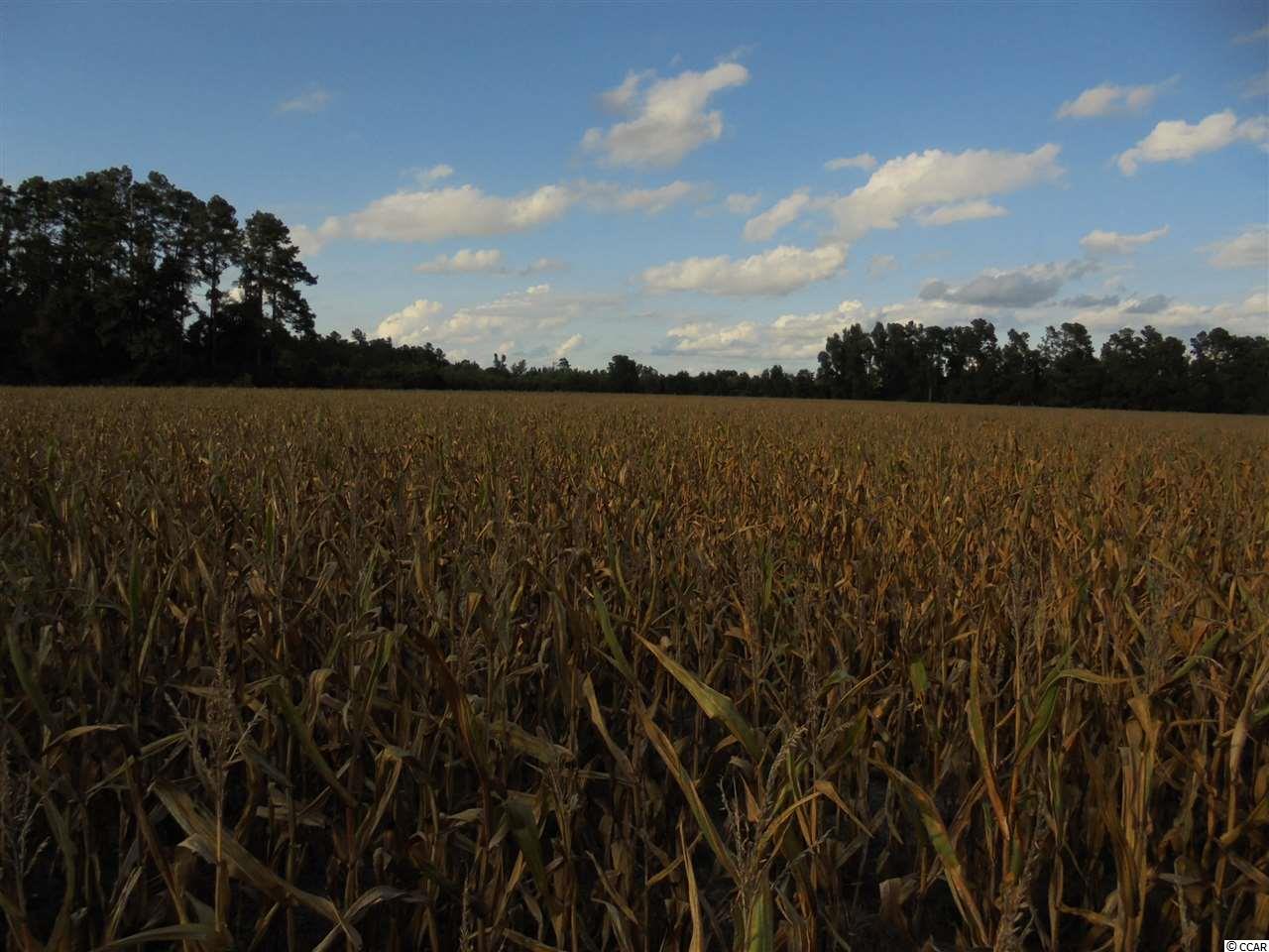 322 Cattle Farm Road Marion, SC 29571 - Photo 23 of 25 Gallery Image 23