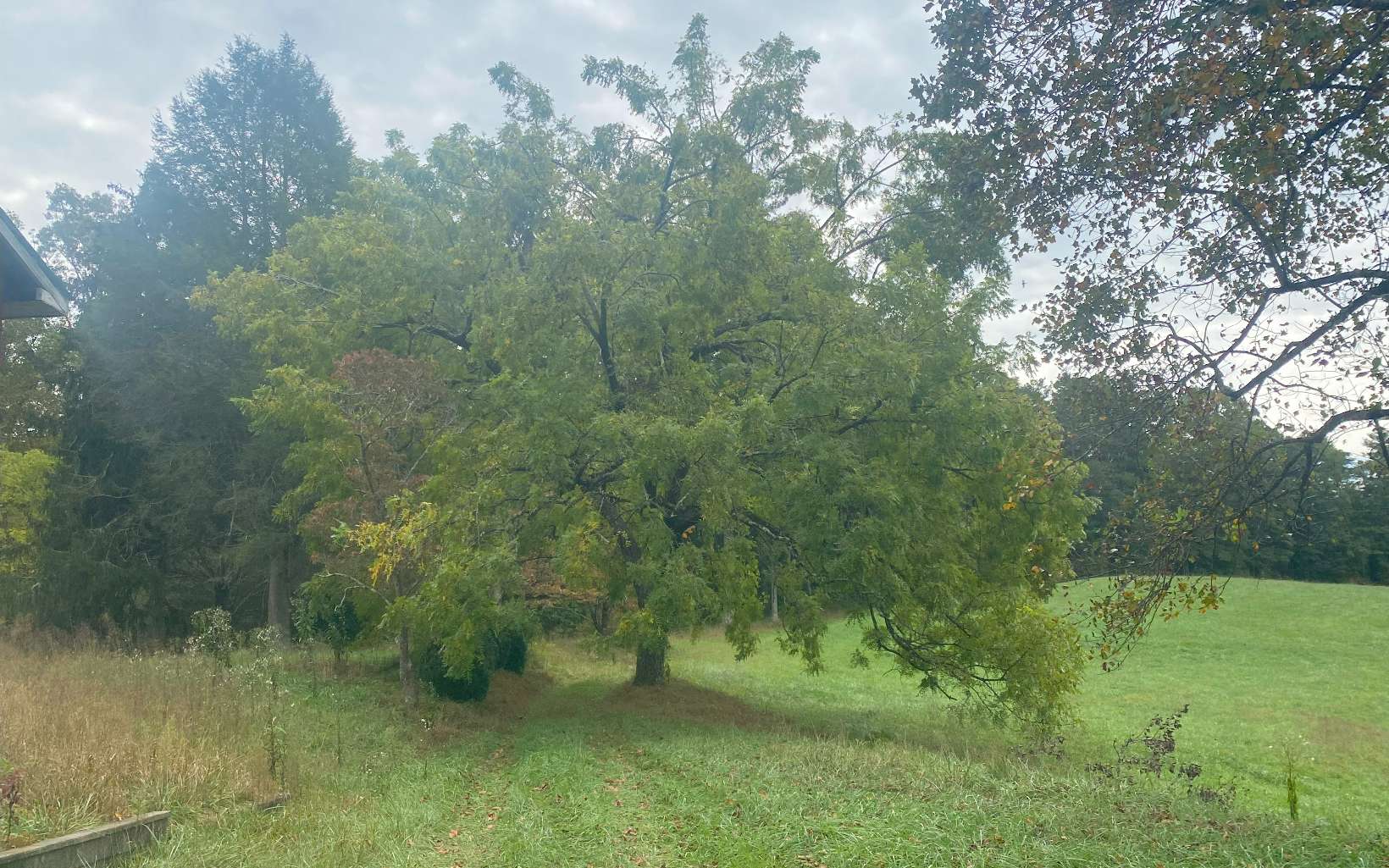 236 Willard Boring Road Murphy, NC 28906 - Photo 20 of 33 Additional View